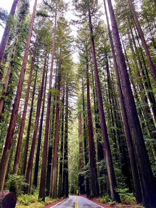 Avenue Of The Giants Pepperwood Place Miranda エクステリア 写真