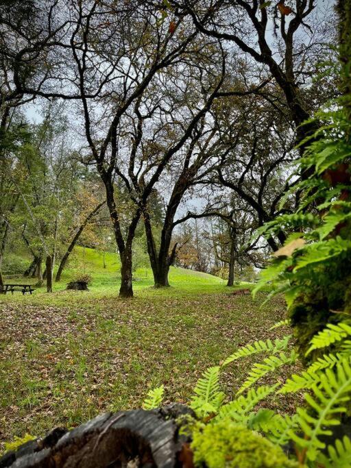 Avenue Of The Giants Pepperwood Place Miranda エクステリア 写真